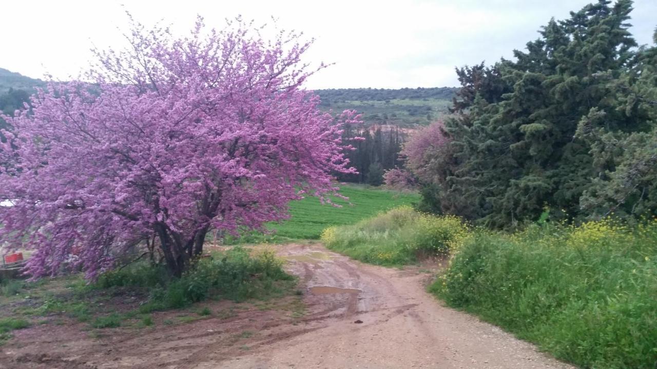 Naftali Albilia Kiryat Shmona Dış mekan fotoğraf